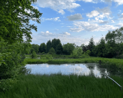 Pond image